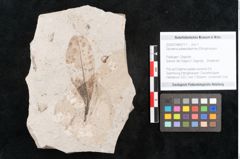 Foto (Objekt + Etikett) von Sphaeria palaeodaphnes Ettingshausen (NHMW-GEO-2024-0188-6711)